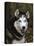 Siberian Husky Dog, USA-Lynn M. Stone-Premier Image Canvas