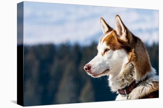 Siberian Husky in the Snow-vent du sud-Premier Image Canvas