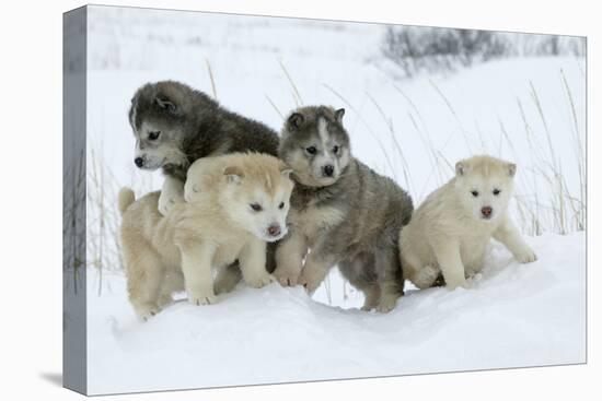 Siberian Husky Litter of Four Puppies in Snow-null-Premier Image Canvas