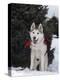 Siberian Husky on Lead Carrying a Bag, USA-Lynn M^ Stone-Premier Image Canvas