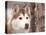 Siberian Husky Portrait, USA-Lynn M. Stone-Premier Image Canvas
