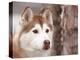 Siberian Husky Portrait, USA-Lynn M. Stone-Premier Image Canvas