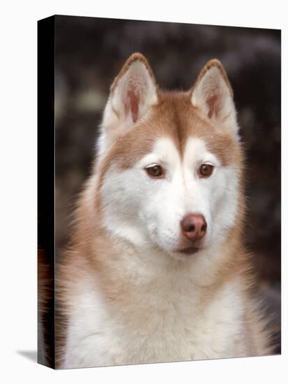 Siberian Husky Portrait, USA-Lynn M. Stone-Premier Image Canvas