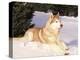 Siberian Husky Resting in Snow, USA-Lynn M. Stone-Premier Image Canvas