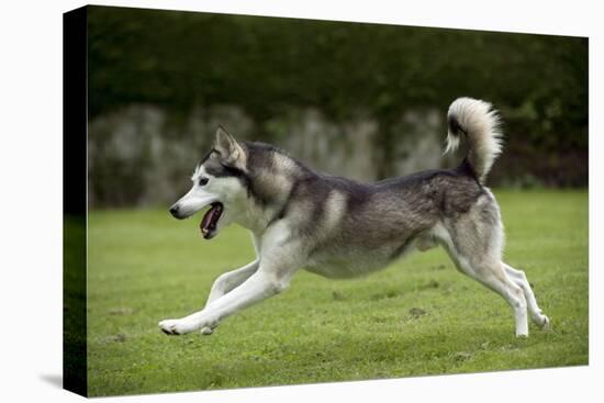 Siberian Husky Running Through Garden-null-Premier Image Canvas