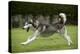 Siberian Husky Running Through Garden-null-Premier Image Canvas