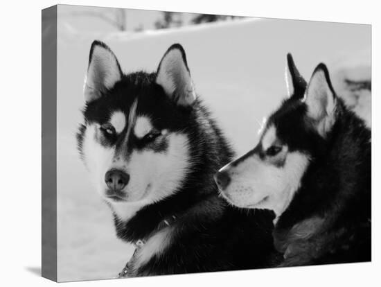 Siberian Husky Sled Dogs Pair in Snow, Northwest Territories, Canada March 2007-Eric Baccega-Premier Image Canvas