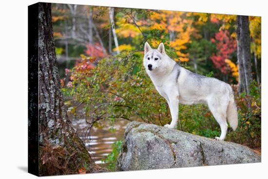 Siberian husky standing on rock in autumnal woodland-Lynn M. Stone-Premier Image Canvas