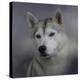 Siberian Husky-Jai Johnson-Premier Image Canvas