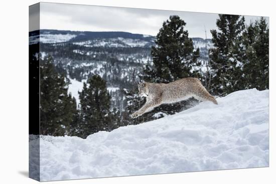Siberian Lynx (Iberian Lynx) (Lynx Lynx), Montana, United States of America, North America-Janette Hil-Premier Image Canvas