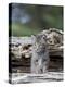 Siberian Lynx Kitten, Sandstone, Minnesota, USA-James Hager-Premier Image Canvas