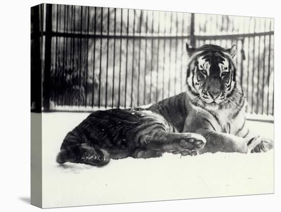 Siberian or Amur Tiger ''Moloch'' on Snow at London Zoo-Frederick William Bond-Premier Image Canvas