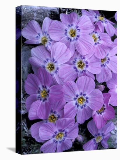 Siberian Phlox on Alpine Ridge, Brooks Range, Alaska National Wildlife Refuge, Alaska, USA-Hugh Rose-Premier Image Canvas