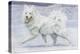 Siberian Reindeer Dog or Samoyed-null-Stretched Canvas