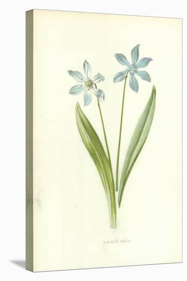 Siberian Squill-Frederick Edward Hulme-Premier Image Canvas