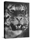 Siberian Tiger Covered in Storage at the American Museum of Natural History-Margaret Bourke-White-Premier Image Canvas