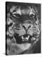 Siberian Tiger Covered in Storage at the American Museum of Natural History-Margaret Bourke-White-Premier Image Canvas