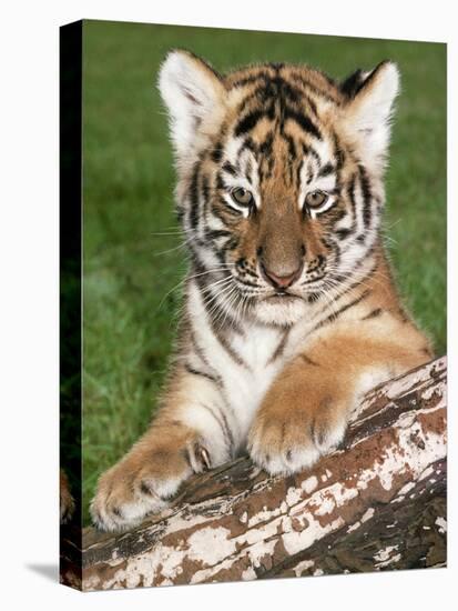 Siberian Tiger Cub on Log-null-Premier Image Canvas