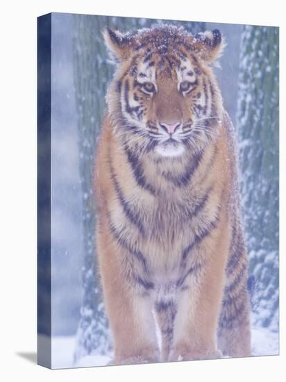 Siberian Tiger in Snow Storm-Edwin Giesbers-Premier Image Canvas