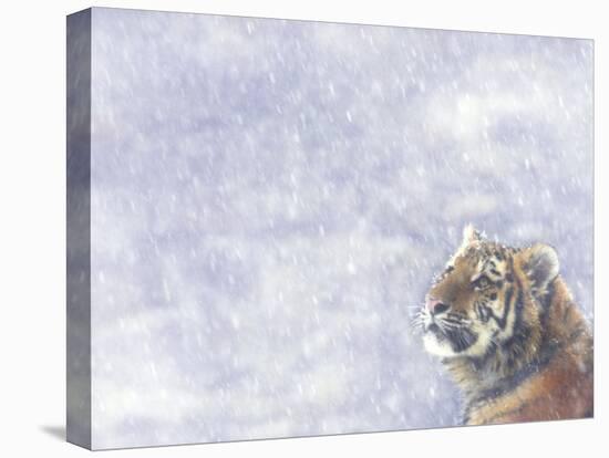 Siberian Tiger Looking Up in Snow-Edwin Giesbers-Premier Image Canvas