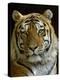 Siberian Tiger Male Portrait, Iucn Red List of Endangered Species-Eric Baccega-Premier Image Canvas