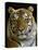 Siberian Tiger Male Portrait, Iucn Red List of Endangered Species-Eric Baccega-Premier Image Canvas