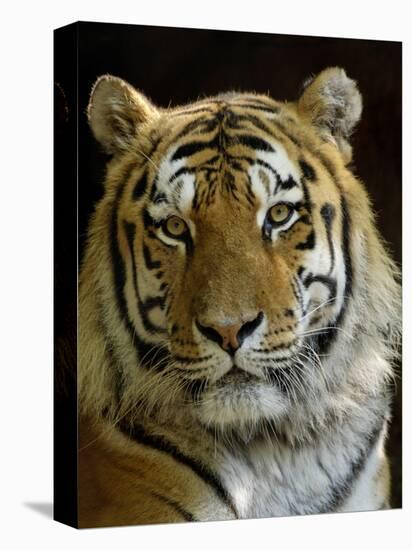 Siberian Tiger Male Portrait, Iucn Red List of Endangered Species-Eric Baccega-Premier Image Canvas