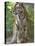 Siberian Tiger Mother with Young Cub Resting Between Her Legs-Edwin Giesbers-Premier Image Canvas