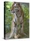 Siberian Tiger Mother with Young Cub Resting Between Her Legs-Edwin Giesbers-Premier Image Canvas