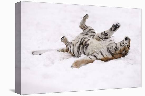 Siberian Tiger, Panthera Tigris Altaica, Female Rolls in the Snow-Andreas Keil-Premier Image Canvas