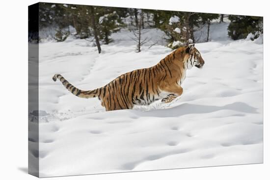 Siberian Tiger (Panthera Tigris Altaica), Montana, United States of America, North America-Janette Hil-Premier Image Canvas