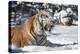 Siberian Tiger (Panthera Tigris Altaica), Montana, United States of America, North America-Janette Hil-Premier Image Canvas