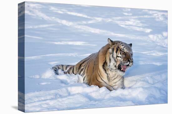 Siberian Tiger (Panthera Tigris Altaica), Montana, United States of America, North America-Janette Hil-Premier Image Canvas