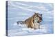 Siberian Tiger (Panthera Tigris Altaica), Montana, United States of America, North America-Janette Hil-Premier Image Canvas