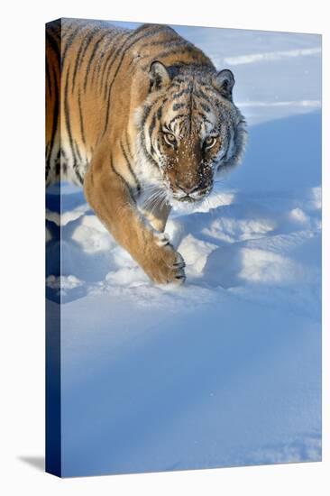 Siberian Tiger (Panthera Tigris Altaica), Montana, United States of America, North America-Janette Hil-Premier Image Canvas