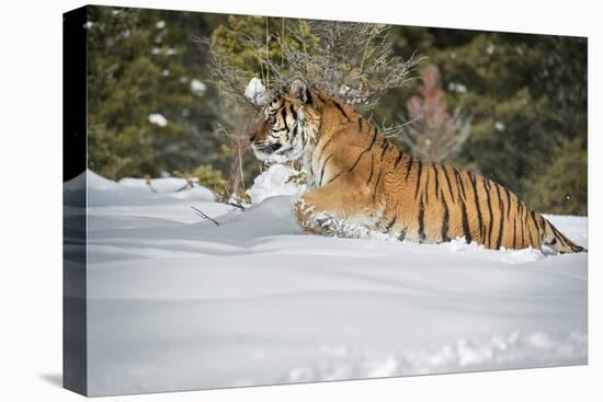 Siberian Tiger (Panthera Tigris Altaica), Montana, United States of America, North America-Janette Hil-Premier Image Canvas