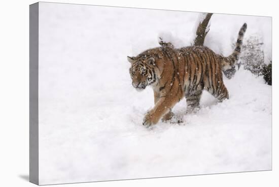 Siberian Tiger, Panthera Tigris Altaica, Subadult in Winter-Andreas Keil-Premier Image Canvas