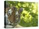 Siberian Tiger Portrait-Edwin Giesbers-Premier Image Canvas