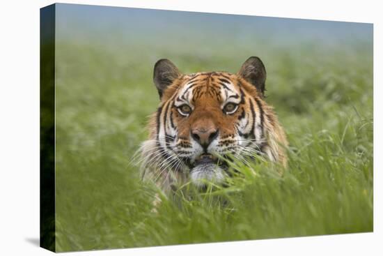 Siberian Tiger snarling, native to Russia-Tim Fitzharris-Stretched Canvas