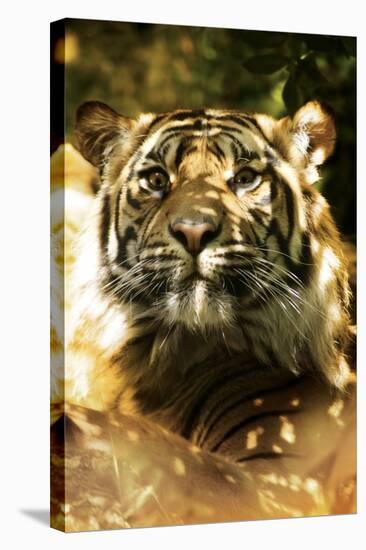 Siberian Tiger-Victor Habbick-Premier Image Canvas