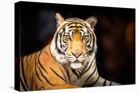 Siberian Tiger-fotoslaz-Premier Image Canvas