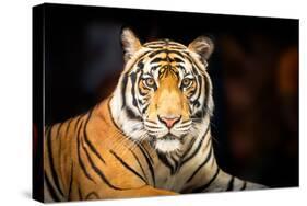 Siberian Tiger-fotoslaz-Premier Image Canvas
