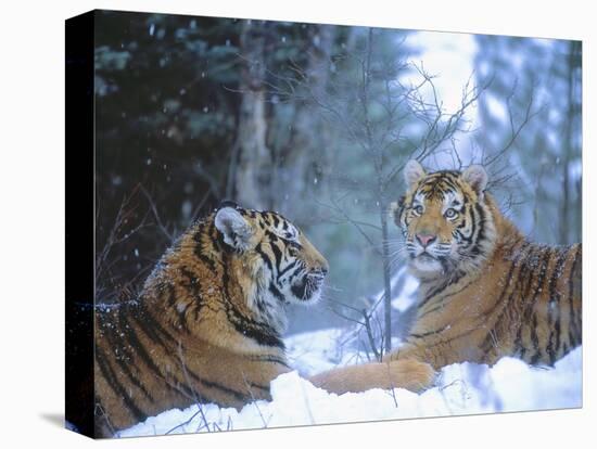 Siberian Tigers Resting in Snow-Jim Zuckerman-Premier Image Canvas