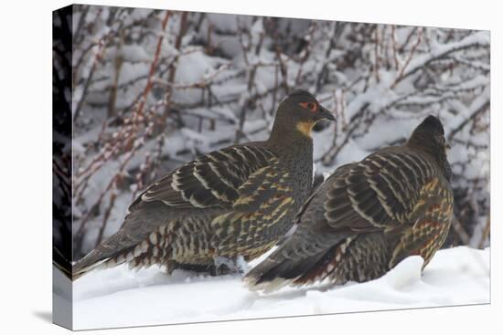 Sichuan Pheasant Partridges (Tetraophasis Szechenyii) In Snow, Yajiang County, Sichuan Province-Dong Lei-Premier Image Canvas