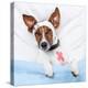 Sick Dog With Bandages Lying On Bed-Javier Brosch-Premier Image Canvas