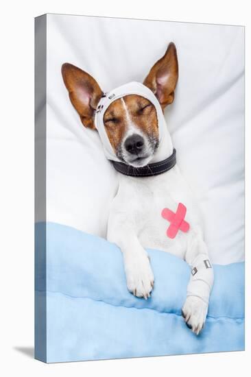 Sick Dog with Bandages Lying on Bed-Javier Brosch-Premier Image Canvas