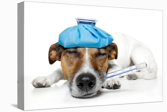 Sick Dog-Javier Brosch-Premier Image Canvas