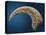 Sickle shaped talon of a Velociraptor-Walter Geiersperger-Premier Image Canvas