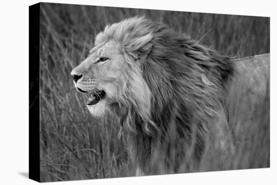 Side profile of a lion in a forest, Ngorongoro Conservation Area, Tanzania (panthera leo)-null-Premier Image Canvas