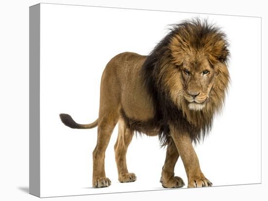 Side View of a Lion Walking, Looking Down, Panthera Leo, 10 Years Old, Isolated on White-Life on White-Premier Image Canvas